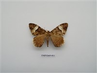 藏品(尺蛾211)的圖片